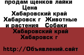 продам щенков лайки › Цена ­ 1 500 - Хабаровский край, Хабаровск г. Животные и растения » Собаки   . Хабаровский край,Хабаровск г.